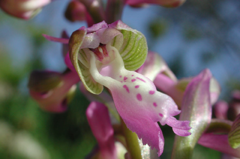 Orchis morio